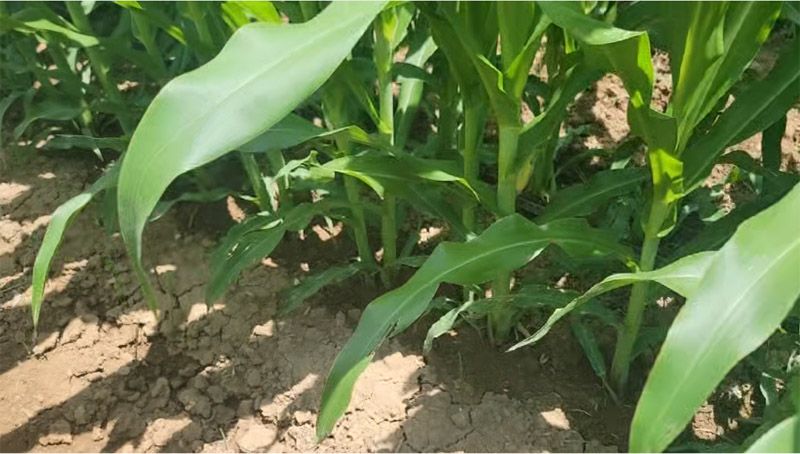 奧龍高產(chǎn)新模式播種玉米長勢(shì)良好