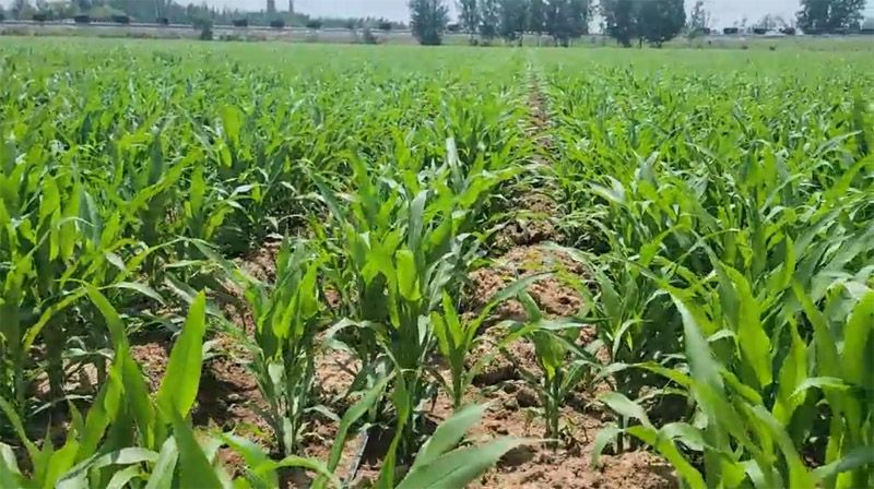 奧龍高產(chǎn)新模式播種玉米長勢(shì)良好